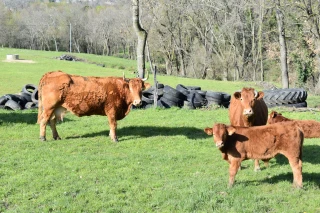 Quels impacts des équipements électriques et de communication sur l’élevage ?