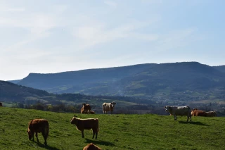La filière en proie aux incertitudes 