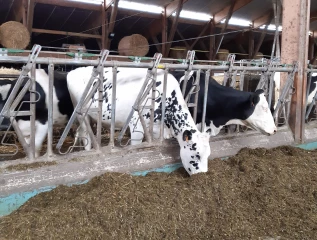 Cizeron Bio : une ration valorisée grâce à des protéines régionalisées