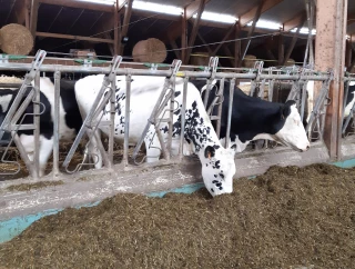 Cizeron Bio : une ration valorisée grâce à des protéines régionalisées