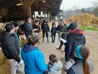 Montbéliarde : effectifs et production en baisse