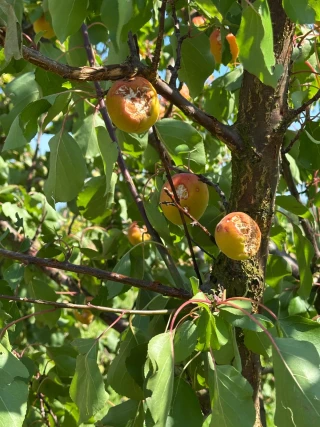 Après la grêle, l'heure du bilan et des incertitudes