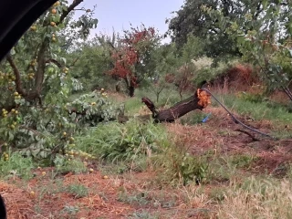 Dégâts de grêle sur le secteur d'Empurany
