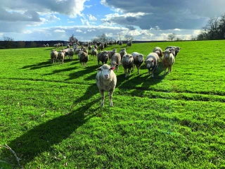 Brebis : à chaque éleveur sa favorite