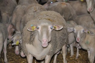 Des aides pour améliorer le potentiel génétique du cheptel