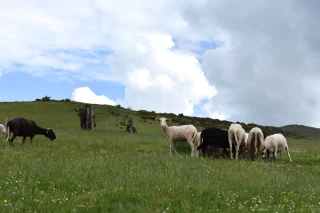 Agneau d'Ardèche : La première production est lancée !