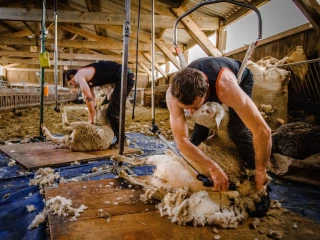 Un partenariat « qualitatif et vertueux » avec les éleveurs