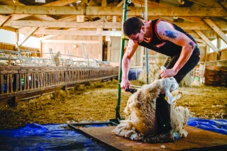 La laine savoyarde devient un produit d’excellence