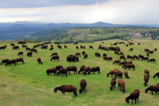 La Noire du Velay, une race aux multiples atouts