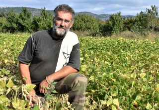 Les voyants sont au vert pour le haricot !