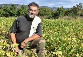 Les voyants sont au vert pour le haricot !