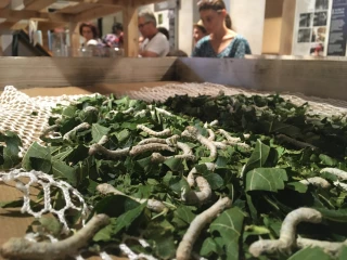 Immersion dans l'univers des vers à soie !