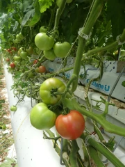 "Dans nos écoserres, tout est recyclé"