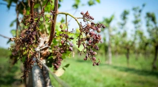 Le dispositif de prise en charge des cotisations sociales se déploie en région