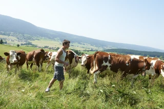 Le monde du lait agite le spectre  de la décapitalisation
