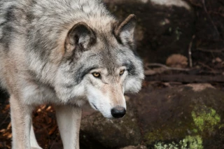 Déclassement du loup : « Il faut que les choses avancent vite »