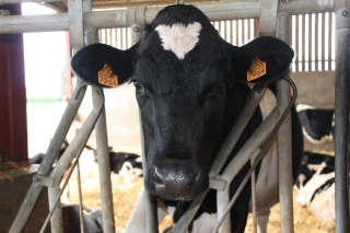 Début de propagation de fièvre aphteuse en Europe de l’Est 