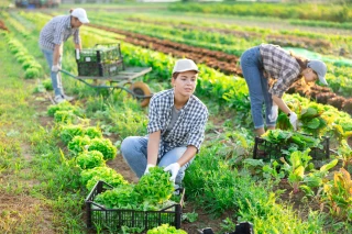 Travailleurs saisonniers : des profils variés
