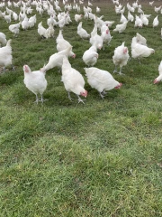 Le parasitisme intestinal, une problématique sous-estimée