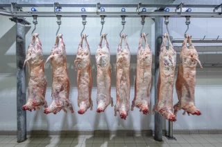  La FCO redémarre, craintes de manque d’agneaux à Pâques 