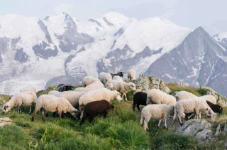 45 propostions pour renforcer le pastoralisme en France