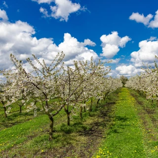 Hausse prévue de 6 % pour la production de cerises