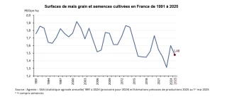 Recul des semis de maïs grain en 2025