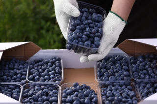 Myrtilles : vers une récolte française record à 3 300 tonnes 