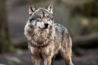 Les conditions d’accès aux tirs de défense contre le loup précisées 