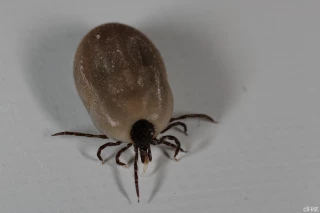 L'Anses alerte sur des cas d’encéphalite à tiques