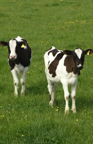 En Europe, les prix des veaux laitiers s’emballent