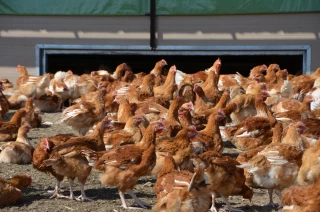 Les éleveurs de volailles ne veulent plus être les dindons de la farce