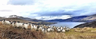 Le marché ovin britannique tangue
