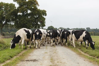 Filère laitière : le budget du Cniel sous pression 