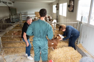 « Sur l’exploitation, la couverture vaccinale est terminée »