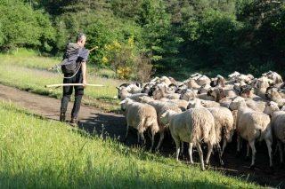 La FCO toujours présente dans l’Hexagone