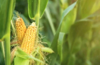 L’été chaud a impacté le maïs, le tournesol et les betteraves