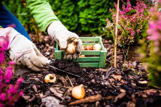 Les plantations du moment pour préparer son jardin