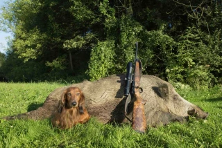 Une marque-label pour relancer la venaison en France 