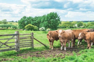 Les fermes bovines européennes ne sont pas rentables sans les aides Pac