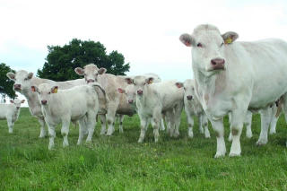 Marché : renforcer la viande locale