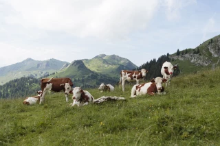 Descente d'estive : l’État apporte son aide