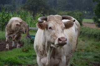 Émissions industrielles : couvrir les élevages de plus de 150 UGB