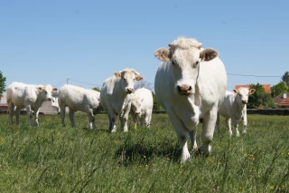 Guerre en Ukraine : des effets limités sur les marchés de ruminants 