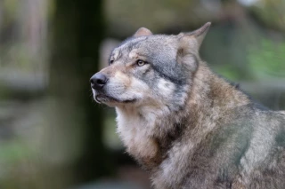 Loup : les pertes indirectes calculées par animal