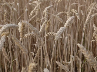 L’export de blé vers l’Algérie cale