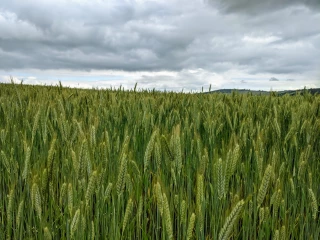 Les céréaliers entre expectatives et certitudes