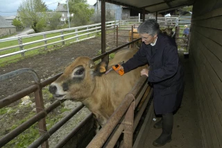FCO : veaux mort-nés de 2024 indemnisés