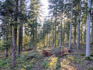 La santé des forêts au cœur des préoccupations